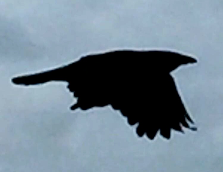 img_20170406_074327-jpg